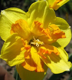  ������� ��������� ������� orangery