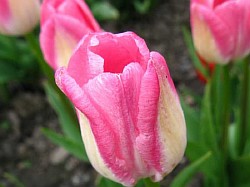  значение цветка тюльпан
