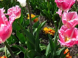  сроки цветения тюльпанов