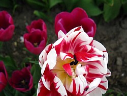  сроки цветения тюльпанов