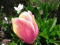  описание цветка тюльпана