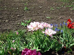  как сделать цветок тюльпан