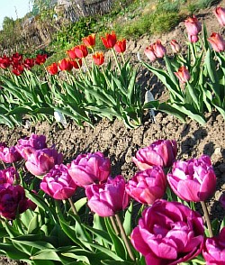  афган тюльпан