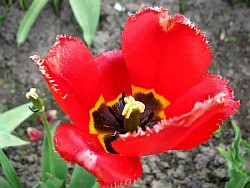  тюльпан многоцветковый фото