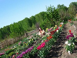  махровые бахромчатые тюльпаны