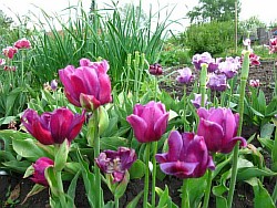  голландия тюльпаны фото