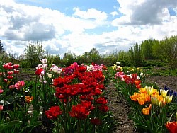  тюльпаны многоцветковые