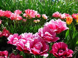  самые красивые тюльпаны