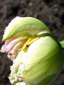  высадка луковиц тюльпанов