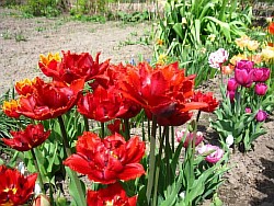  тюльпаны с другими цветами