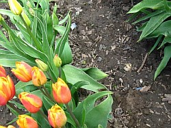  тюльпаны в саду фото