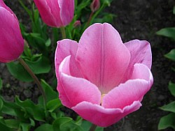  акебоно тюльпан