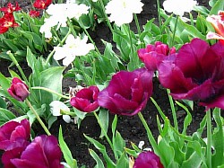  многолетние тюльпаны