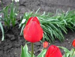  красные тюльпаны