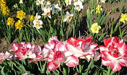  цветные тюльпаны