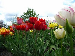  прекрасные тюльпаны