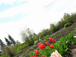  поле тюльпанов