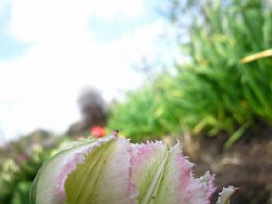  луковичные тюльпаны