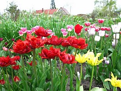  селекция тюльпанов
