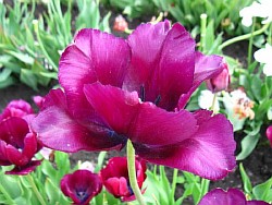  красивые тюльпаны фото