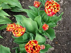  выгонка тюльпанов