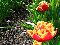 луковицы тюльпанов фото