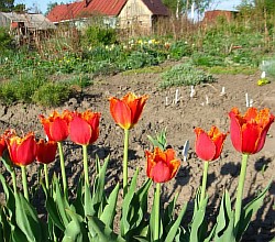  как выращивать тюльпаны на даче