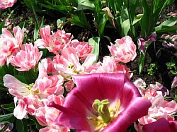  коллекция тюльпанов