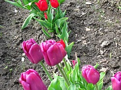  луковицы тюльпанов и нарциссов