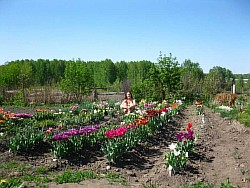 фото махровых тюльпанов