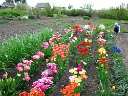  как правильно выращивать тюльпаны