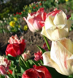  декоративный тюльпан