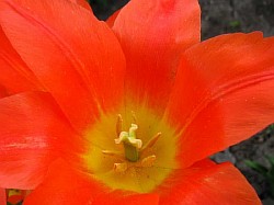  цветник из тюльпанов