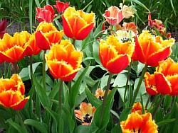  махровые тюльпаны сорта